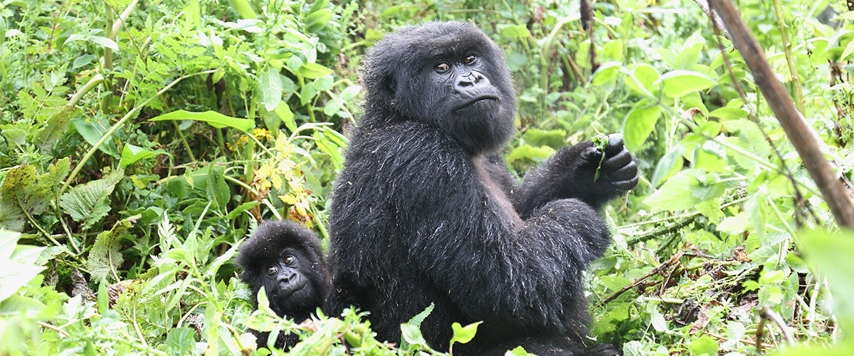 マウンテンゴリラ