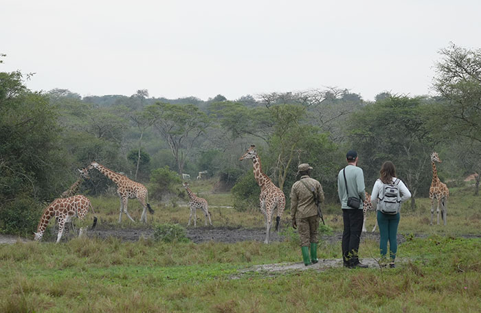 ロスチャイルドキリン